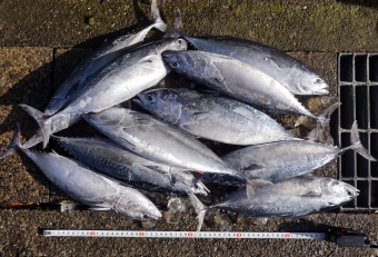 相模湾の朝獲れソウダガツオ（ヒラソウダ）、１本たったの６０円（１０本６００円）、獲れる時（釣れる時）は大量に出回ります。ソウダガツオは何といっても鮮度が命、いざ多く入手しても困らないように、いくつかの料理を紹介しておきましょう。秋～冬にかけて脂がのって非常に美味。しかし身には血合いが多く、温度管理を誤るとすぐに腐らせてしまうので、釣ったらすぐに「血抜き」と「氷詰め」を実践し、常に低温度下で保存できるよう努めます。魚屋さんで買う場合は「地物」かつ「朝獲れ」が理想で、買ったらすぐに下処理をしてあげます。