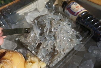早朝の漁から、水揚げ、輸送、そして販売に至るまで、キンキンに冷やした状態をキープしてくれているわけですから、私たちが持ち帰る時も、食卓で口にする時も、キンキンに冷やした状態をキープしておくことが「生シラスを食べる」上でのマナーです。朝獲れのシラスは、その日の昼に（遅くても夕飯までに）食べてください。生シラスを温かいご飯の上にのせて食べるのは絶対にＮＧ！翌日に食べるのもＮＧ！これら鮮度を損なう行為はご法度です。生シラスを食す心得として「地元の朝獲れを、その日のうちに食べる」そう覚えておきましょう。