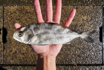 見かけはブリとカンパチを足して２で割った感じですが、身質はブリとは全く別物で水っぽくて柔らかい。強いていうならメダイやイボダイの身質に似ている。定置網に単発で獲れる程度のマイナー魚で市場価値の低い魚ですが、味はクセやイヤミもなく美味。