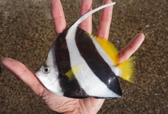 ハタタテダイ（旗立てダイ）、まさに見た目の通りのネーミングです。見た目の通り、南国に棲むトロピカルフィッシュですが、夏になると黒潮に乗って相模湾にやってきます。食用としてフォーカスを当てられない魚ですが、食べてみると意外に美味。身はコリコリ食感に旨味を楽しめる、まさに季節限定の地魚珍味グルメといったところでしょうか。ハタタテダイは悲しい運命の持ち主で、夏に黒潮に運ばれた熱帯魚たちですが、冬になると帰る場所を失い凍えて死んでしまいます。これを「死滅回遊魚」といいます。