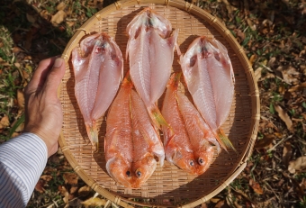 鮮やかな朱色の皮目とキレイな白身、ここ近年評価が高くなりつつある地魚です。ただ意外に小骨が硬く、口の中でのチクチク感が気になるので、やはり揚げ物にした方がベター、骨ごとバリバリ食べられます。