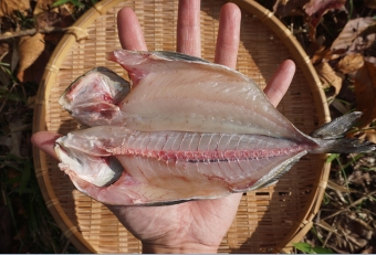 身質はイボダイに似ているので、やはり干物が一番美味しく食べれます。