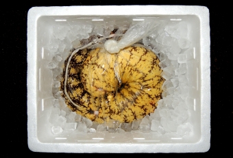 ウツボは他の魚と比べると体が柔らかいので（骨の関節が柔らかい）、たとえ大きてもビニル袋１枚でコンパクトに収納できます。