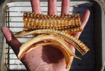 ウナギの骨せんべいをマネてウツボ骨でトライしてみた。結果は残念ながら失敗、硬すぎて食べれない（失敗も成果のうち）。