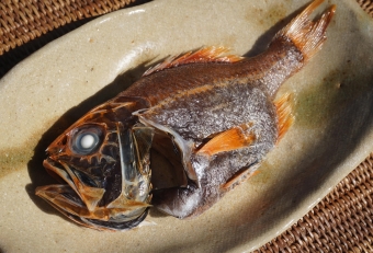 身は非常に美味。どんな料理にしても美味しくたべれますが、水分が多いので干物にするのが私は好きです。
