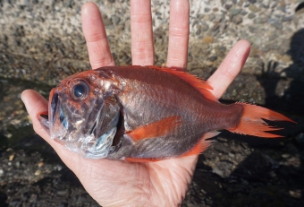 深海のある相模湾ゆえに獲れる珍魚、腹部の縁沿いに発光器をもつ。何とも不気味な容姿だが食べてみると非常に美味しい。沼津（駿河湾）では比較的よく漁獲され「アブラゴゾ」と呼ばれている。同じ仲間で「ハシキンメ」と混同しやすい。