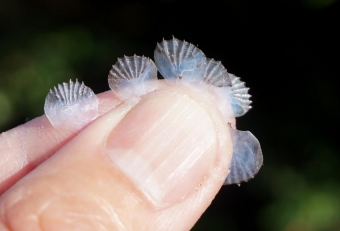 ウロコが植物の茨（イバラ）に似ていることから、「イバラ」＋「ヒゲダラ」＝「イバラヒゲ」と名がつきました。