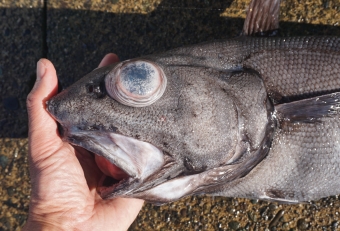 深海魚の釣り上がると目玉や胃袋が飛び出ている光景をよく目にします。これは、もともと高い水圧のかかる深海に棲む魚が、強制的に海面に急浮上することで起こる現象です。その原因は、急な減圧状態になると体内に溶け込んだガスが気化し、体が内側から膨張することによるもので、その結果、目玉や胃袋が飛び出したりします。