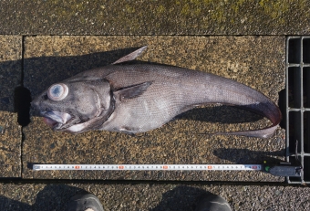 いかにも深海魚っぽいフォルムですね。ソコダラの仲間で、相模湾の深海釣りでは定番ゲストです。