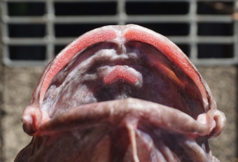 珍魚キタノクロダラの同定には、いくつかの方法がある。その中で一番カンタンな特徴の見分け方は、口内にある上顎の歯の形を見ればよい。もし「逆Ｖの字」であれば、それはキタノクロダラであって、他の類似する魚と区別をつけることができる。