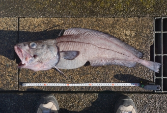佐島沖（相模湾）で漁獲された珍しい深海魚です。チゴダラ科の最大種で、になります。図鑑上ではソコクロダラと非常に似ており混同しやすいですが、ヒレの数や口内上顎の歯の形状を見れば区別がつきます。非常に珍しい魚であるため市場には出回らない・・、いや、もし仮に出回ったとしても、知名度が低いので誰もこの魚の名前を知らないまま食べられているかもしれない・・と言った方が正しいかもしれません（２０２５年１２月１１日佐島沖にて漁獲、魚屋さんから１５００円で購入）。