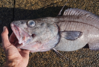 深海魚の釣り上がると目玉や胃袋が飛び出ている光景をよく目にします。これは、もともと高い水圧のかかる深海に棲む魚が、強制的に海面に急浮上することで起こる現象です。その原因は、急な減圧状態になると体内に溶け込んだガスが気化し、体が内側から膨張することによるもので、その結果、目玉や胃袋が飛び出したりします。