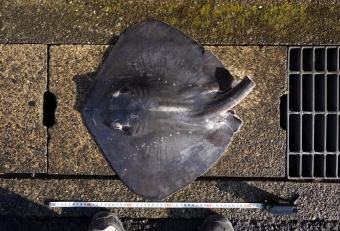 真っ黒なボディーに白い星が散りばめられているのが特徴。アカエイの仲間で尻尾には長い毒針があるので、食用を目的にキープする場合には、まずは毒針のある尻尾をカットし（安全上のため）、即刻活〆と血抜きをしておくとよい。このホシエイはエイの中でもダントツに美味で、特にその中でも「肝」は究極食材に値する。その肝の旨さは、魚類上ナンバーワンといわれるカワハギにも負けじとも劣らないほどだ。ただ「エホシイ」そのものは珍しくもなく、水族館でも普通に泳いでいるし、釣りをしていると掛かってしまう場合も多々ある。また市場価値も低く、もし売っていたとしても安価で購入できるので、まさに知る人ぞ知る「安くて美味しい」グルメ食材といってよい。