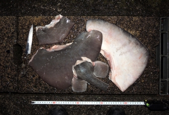 水揚げされたホシエイは「黒い粘膜」で覆われている。この粘膜粘液が結構イヤな臭いなので、まず下処理の第一弾として「ヌメリ落とし」から始める。流水と手洗いで簡単に落ちるので（柔らかいタワシを使ってもＯＫ）、まずはクリーニングを徹底したい。粘膜が除去できればグレー色のキメ細かい肌が現れるので、あとは包丁で可食部ごとにカットすればよい（軟骨魚類だけに骨は柔らかくカットしやすい）。内臓を収納する胴体だけを除去すれば、あとは可食部だけが残る。