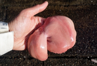 肝の美しさにビックリするが、食べると更にビックリする（こんなに旨いのかと！）。口の中でとろける濃厚な旨味と後味に残るコク感がたまらない。もともとエイ肝は美味しいとされるが、その中でもホシエイは別格、ゲットできれば究極の食材ハントといえるだろう。「魚の肝料理」において、一般的に生で食すことを私はお勧めしない。しかし「カワハギ」と「ホシエイ」に関しては、生食でこそ真価を発揮する食材と思っている。生肝は鮮度が命、「活け」や「朝獲れ」が基本で、「適切な血抜き処理」「キンキンに冷やした状態」「寄生虫確認」の３つを徹底して頂きたい。