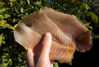 ミリン醤油に一晩漬けて、３日ほど干したもの。それを適度に炙って食べる。まさにおつまみで食べるエイヒレそのものだ。