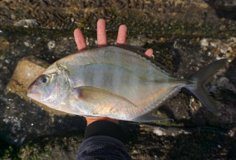 メッキ（イトヒラアジ）の特徴は２つ、１）背ビレと尻ビレの先端がフィラメント（糸状）になっていること、２）背びれの付け根が黒色のギザギザになっていることで、他のメッキと区別できる。メッキとは、ヒラアジ系（ロウニンアジ、ギンガメアジ、オニヒラアジ、カスミアジなど」の幼魚のことを総称していいます。本来は南国に生息する大型魚ですが、夏に黒潮に乗った当歳魚（その年に生まれた幼魚）は、本来の生息域を超えて北上し、地元相模湾にもやってきます。夏頃はまだ１０センチ程度の大きさですが、秋になると２０～３０センチほどにまで成長し、岸からルアーで釣ることができます。しかし、これらメッキは悲しい運命の持ち主で、真夏に黒潮に運ばれた熱帯魚たちは帰る場所を失い、厳寒期になる頃には、海水温の低下とともに死滅する、いわば「死滅回遊魚」として知られています。