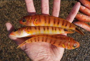 暖色系のカワイイ縞模様が特徴。数いるトラギスの中でも私はこの「オキトラギス」が好きである（個人的な感想）。