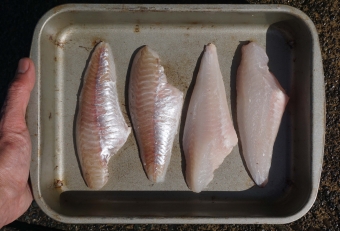 秋～冬のカナガシラは、よく肥えて脂がのり非常に美味い。春の産卵期になると、だいぶ身が痩せてくるが、身そのものは美味しく食べられる。あまり人気がないようだが、味はよいのでもっと評価されていい魚だと私は思う。