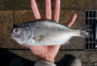 何といっても、この大きな目に２本の可愛いヒゲが特徴。このヒゲは柔らかく中には神経が通ってて餌を探すセンサーの役割をしている。