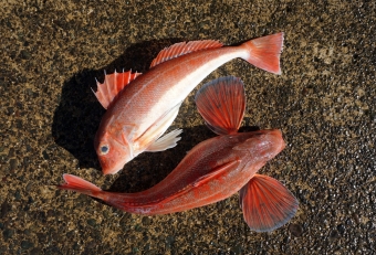 金頭（カナガシラ）という魚で、頭部が鎧に覆われて硬いことからこのネーミングがきている。トゲトゲで嫌われている魚だが、非常に美味いので、もっと評価をされてもよい魚の１つだ。市場には出回らず地元消費が主な魚。キスの投釣りでも外道としてよく釣れる。