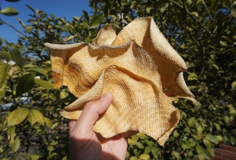 もともとエイのヒレは軟骨でできているので食べやすい食材。煮ても、焼いても、干しても、美味しく食べられる。