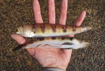 その模様はまるで馬に鞍を掛けているように見えることから「クラカケトラギス」、アマダイ釣りの外道でよく釣れる。とても肉厚な魚で揚げものにすると美味しく食べられる。