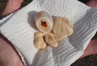 オコゼ全体に言えることだが、新鮮な肝や胃袋は湯通しにすると美味く食べられる。新鮮であるなら肝は捨てずにキープしておくとよい。