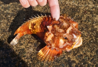 頭の上が四角く凹んでいるのがダルマオコゼの特徴。まるでゲンコツのように丸く、この見た目のカワイイさに惑わされてはならない。背ビレと尻ビレには毒針をもっており、刺されると痛いし腫れる。比較的おとなしい魚ではあるが、やはり取扱いの際には十分に注意してほしい。