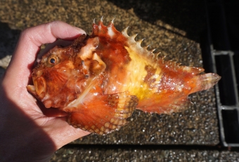 ダルマのような丸々した体が何とも愛くるしいが、背中には毒ビレを持つという小悪魔な一面をもつ。体色はカモフラージュ調で、その色合いは棲んでいる場所によって様々だ。因みに、南国にいる「オニダルマオコゼ」と混同しやすいが、これとは全くの別物である。