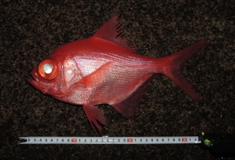 ナンヨウキンメは、本家キンメダイと姿形がそっくりだが、よく見ると本家より体高がありひし形なのが特徴。その為、ローカル名では「ヒラキンメ」「マルキンメ」とも呼ばれ、キンメ漁に混じって獲れる。ただ本キンメと比べると味が劣り、脂もあまりノっていないことから市場価値は低く、漁師さんにもあまり喜ばれていないようだ。ただ、あくまでも「本家キンメと比べたら劣る」というだけで、決して不味いわけではない（実食したが普通に美味しかった）。