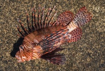 いかにも毒々しい魚であるが、正にその通りである。ヒレ（棘条の個所）にはキツイ毒があるので取扱いには十分に注意してほしい。これは本家ミノカサゴよりも温暖なエリアに生息するため、ここ相模湾で獲れるのは非常に珍しい。カサゴの仲間だけあって身は美味しいので、「食」に対する評価はそこそこよい魚だ。もしトゲに刺さると痛く腫れるので、不用意に触らない方がよいだろう。もし刺されてしまったら患部を５０度ぐらいのお湯に浸せば痛みが和らぐ（タンパク毒のため熱に弱い性質がある）。逆に冷やしても効力がないので、この知識は覚えておいて損はない。