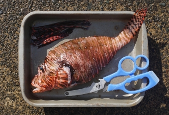 決して恐れることはない。料理するなら、まずはじめにキッチンバサミで毒ビレを全て切り離しておくとよい。そうすれば普通のカサゴ同様の扱いで接することができる。