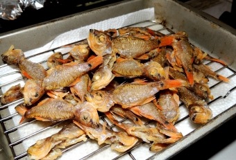 唐揚げにすると「そこそこ」美味く食べられる。私が「そこそこ」と申したのには２つのマイナス理由があるからだ。１つ目は、イシモチ（石持ち）の仲間だけあって、名前のごとく石（大きな耳石）を持っているため、頭部を食べると一瞬「ジャリ」っと違和感があること。そして２つ目は背びれの棘条（トゲの部分）がちょっと硬くて口内に突き刺さる感があることだ。ただ、耳石もトゲもそのまま噛み潰せるので、この魚は「そういうもんだ」と意識して食べれば、特に問題なく美味しく食べられる（味はよい魚）。