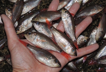 正式名称は「クロホシイシモチ」だが、だいたいこの類の魚は「ネンブツダイ」で通っている。よく釣れるし、よく獲れるので、漁業者や遊漁者の間では何かと認知度の高い魚だ。しかし市場価値が殆どないので、漁獲されても廃棄されたり、釣れてもリリースされる場合が多い。ただ実際に食べてみると美味しいのて、もっと評価を上げてもよい魚と私は思っている。